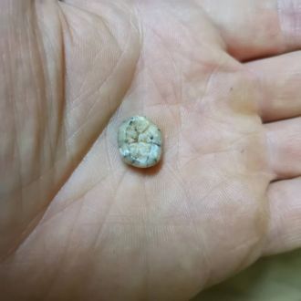 Ngu Hao 2 tooth in hand