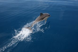common dolphin 