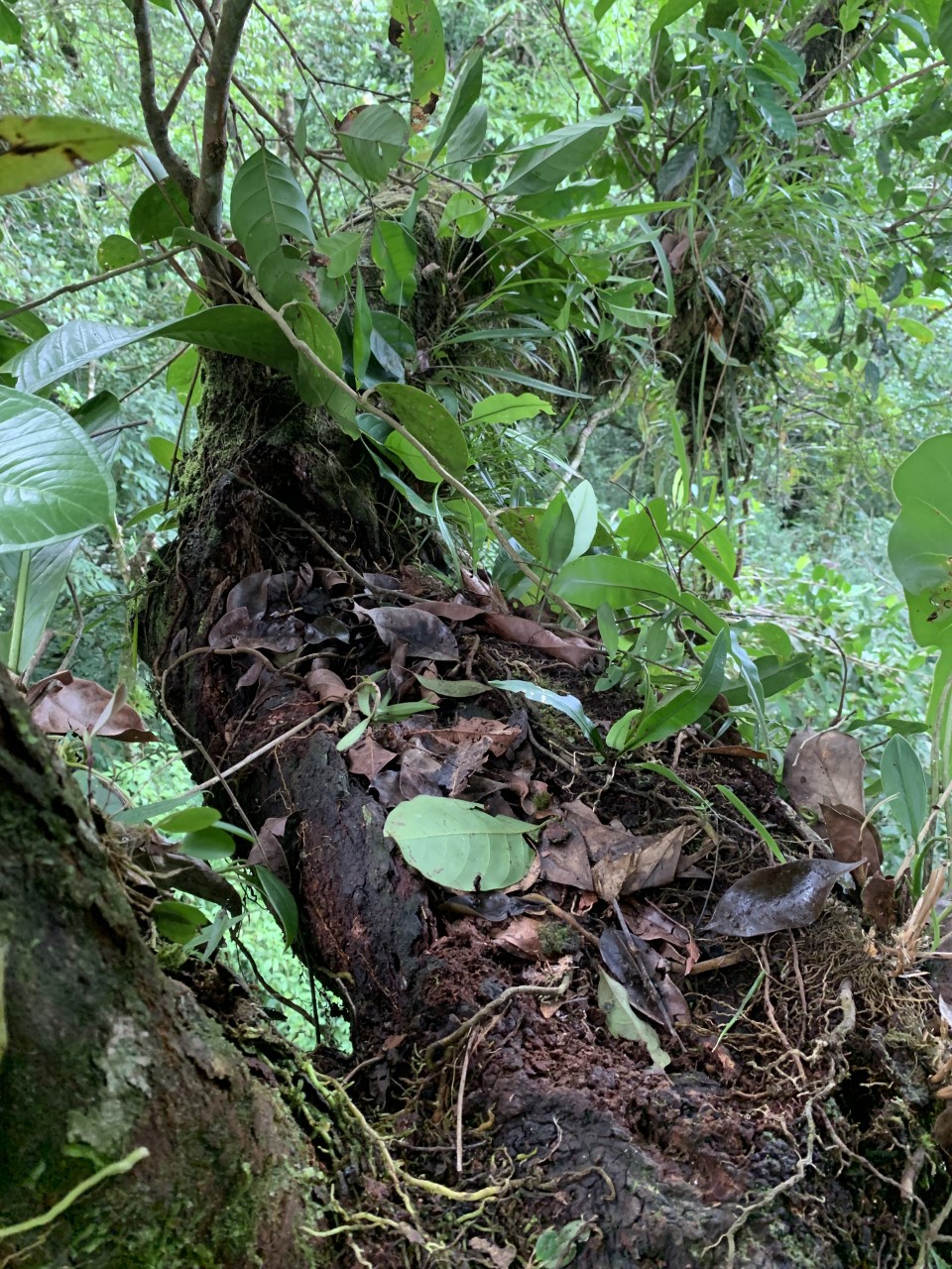 Organic soil formed from epiphyte mats on a tree branch in a tropical humid lower montane rainforest at the Texas A&M University Soltis Center for Research and Education, Costa Rica. Credit: H. Connuck
