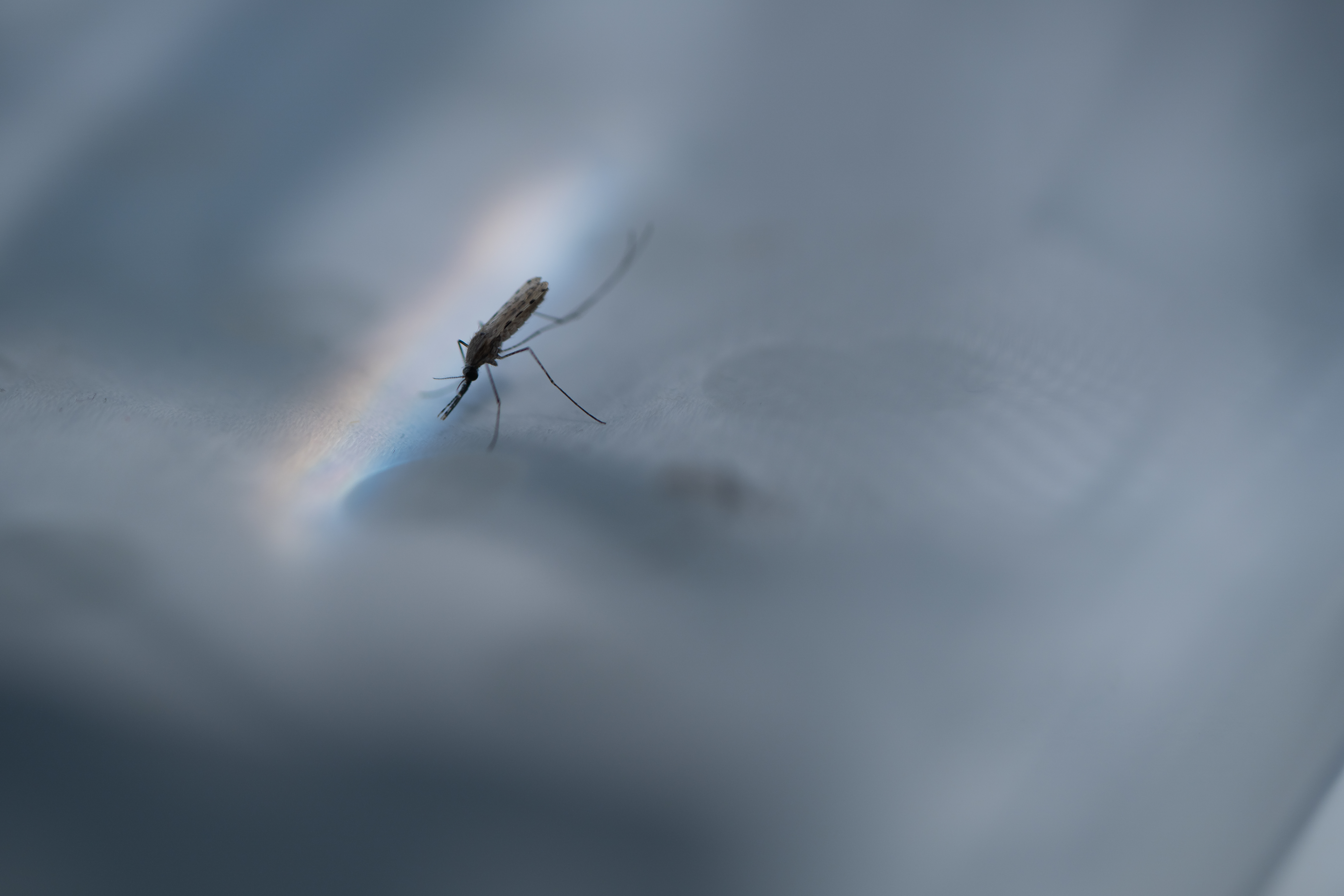 ANU researchers have developed a trojan horse method that tricks malaria parasites into ingesting a fatal dose of drugs.  Photo: Jack Fox/ANU