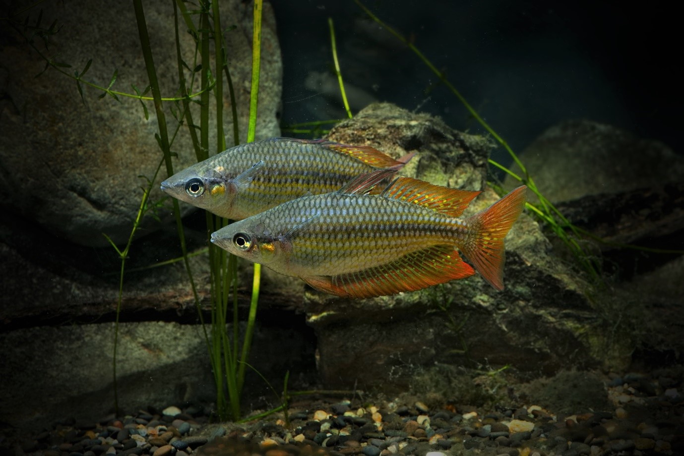 Eastern rainbowfish from the Wet Tropics region of Australia. Credit: photo Keith Martin 