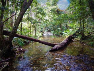 Wet Tropics habitat