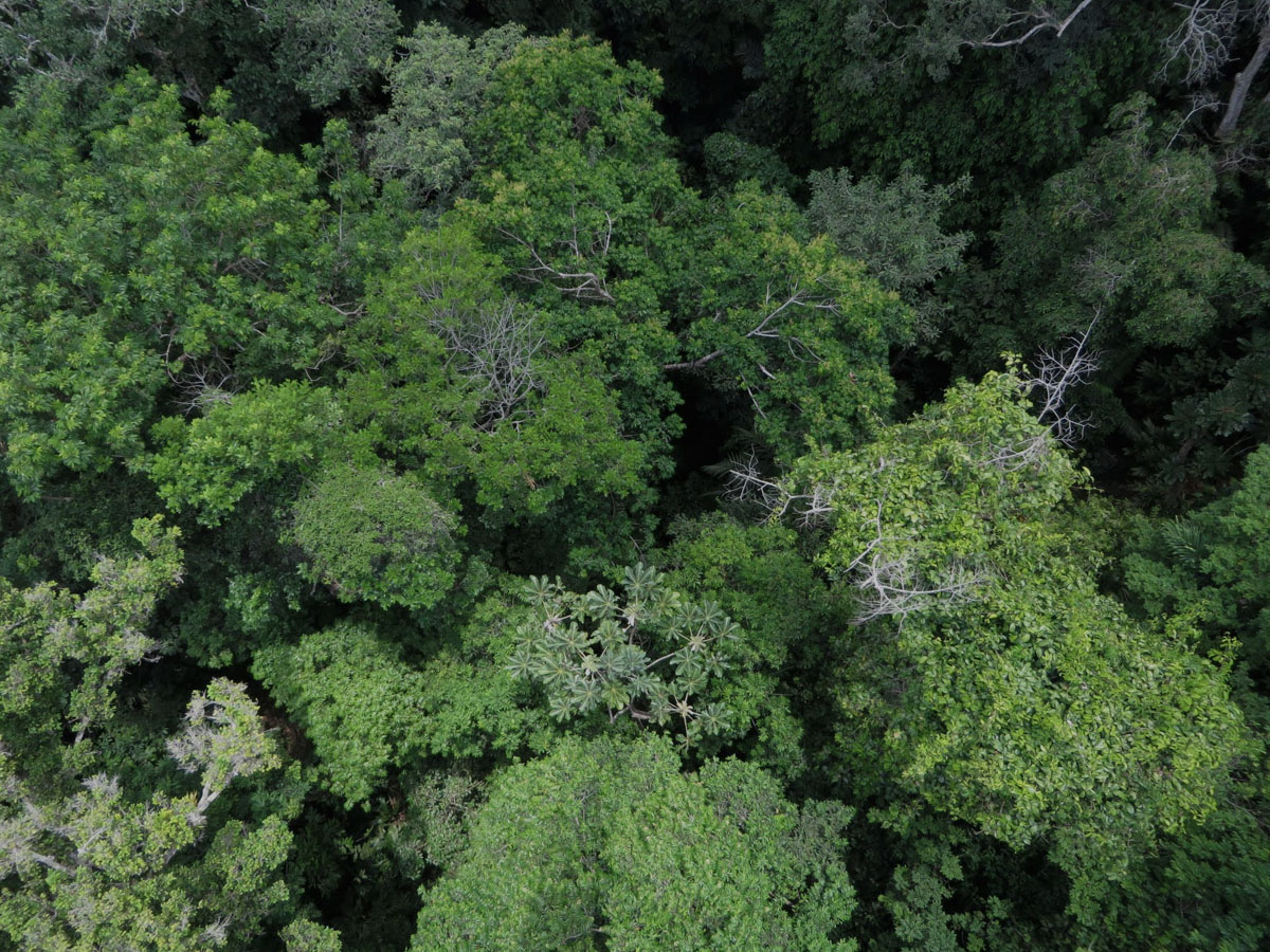 Canopy view of a tropical rainforest from a canopy access crane located in San Lorenzo, Panamá, operated by the Smithsonian Tropical Research Institute. Credit: Sami Rifai.