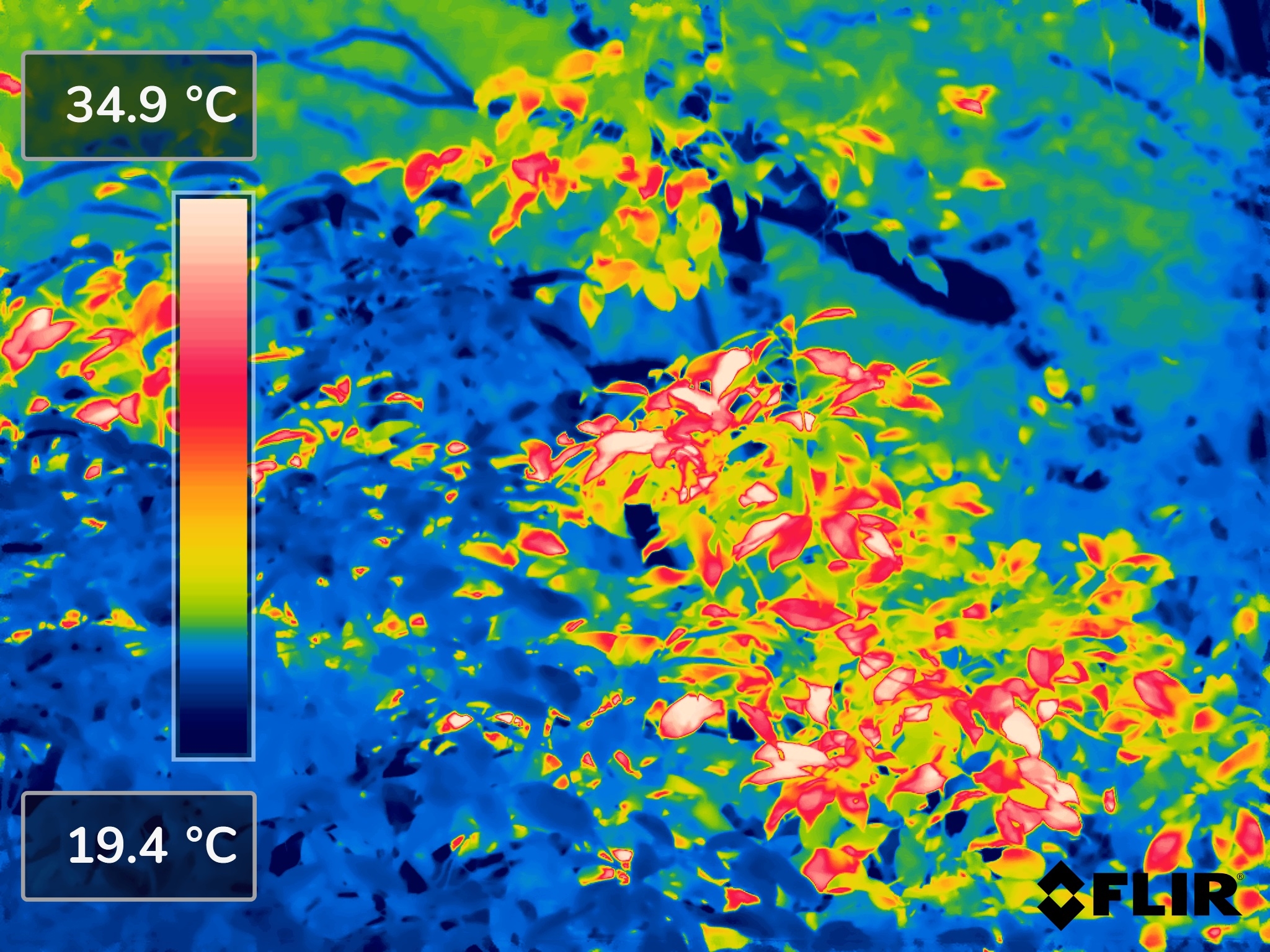 Infra-red image of leaf colour gradient during the experiment.