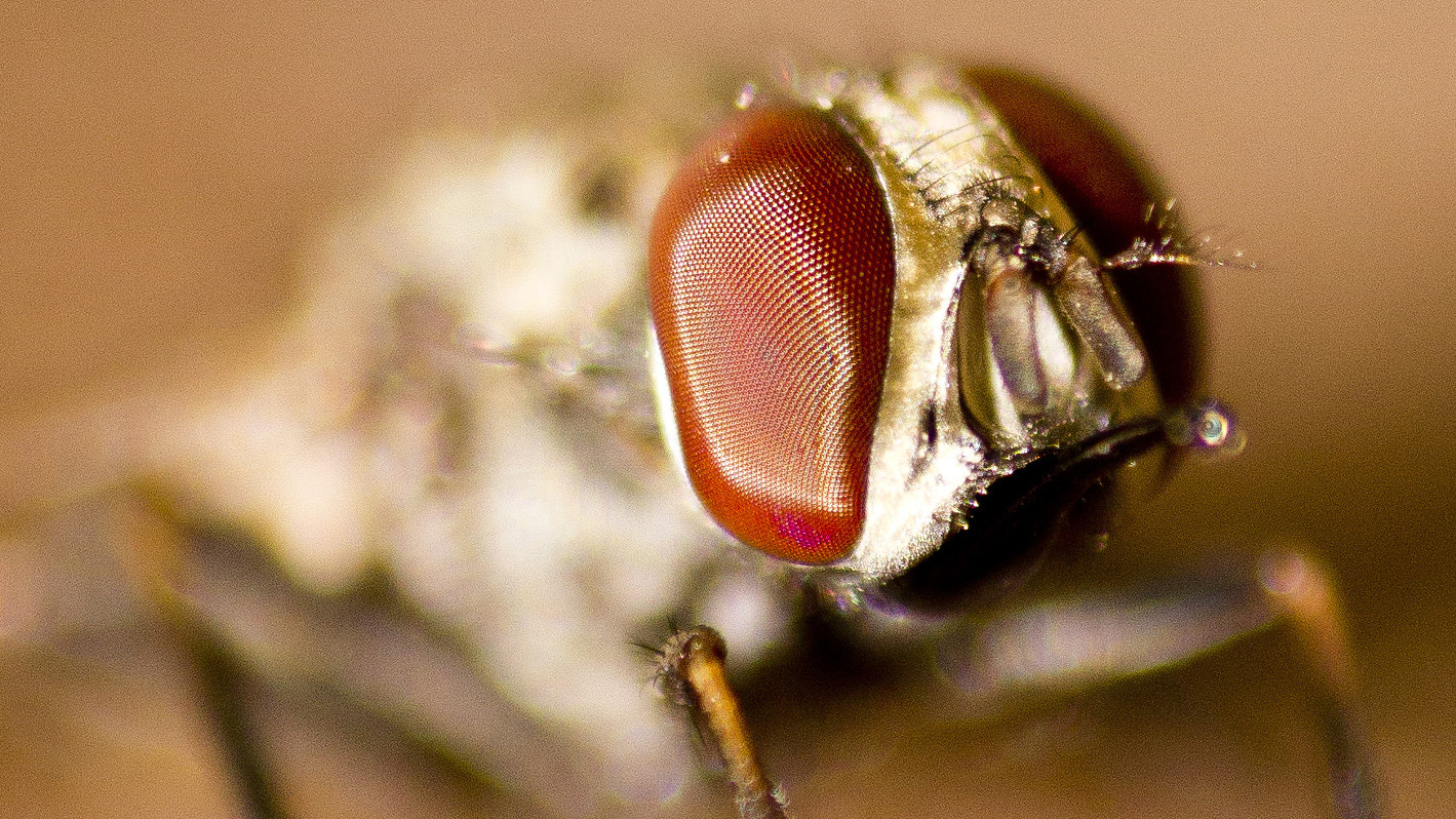 Tsetse fly. Dhruv Patel CC licence