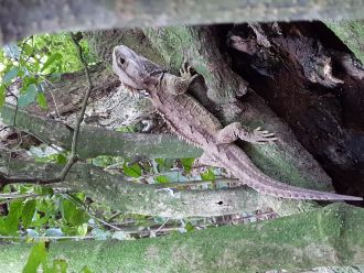 Tuatara
