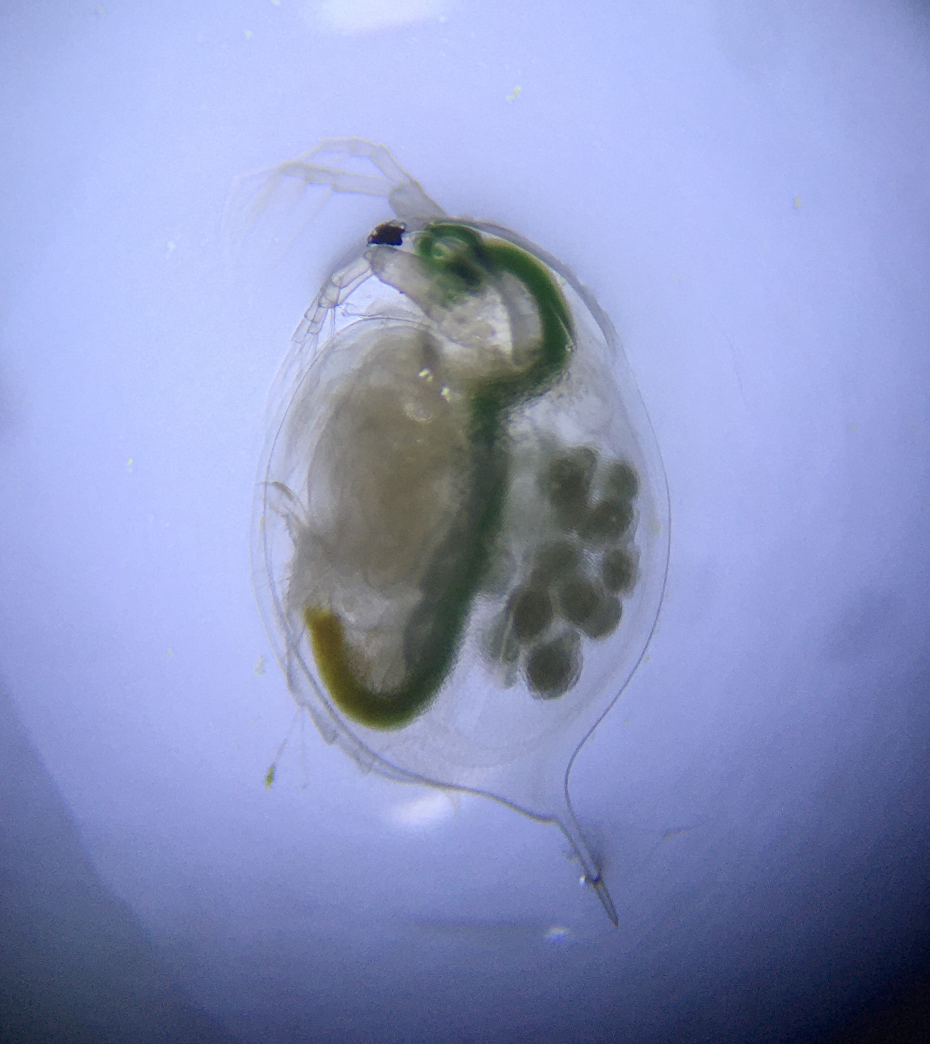 Credit: Lucinda Aulsebrook. Caption: Researchers investigated how tiny water fleas (Daphnia magna) were affected by both fluoxetine and temperature increases.