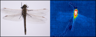 The dragonfly (left) experiences a range of temperatures in the wild.