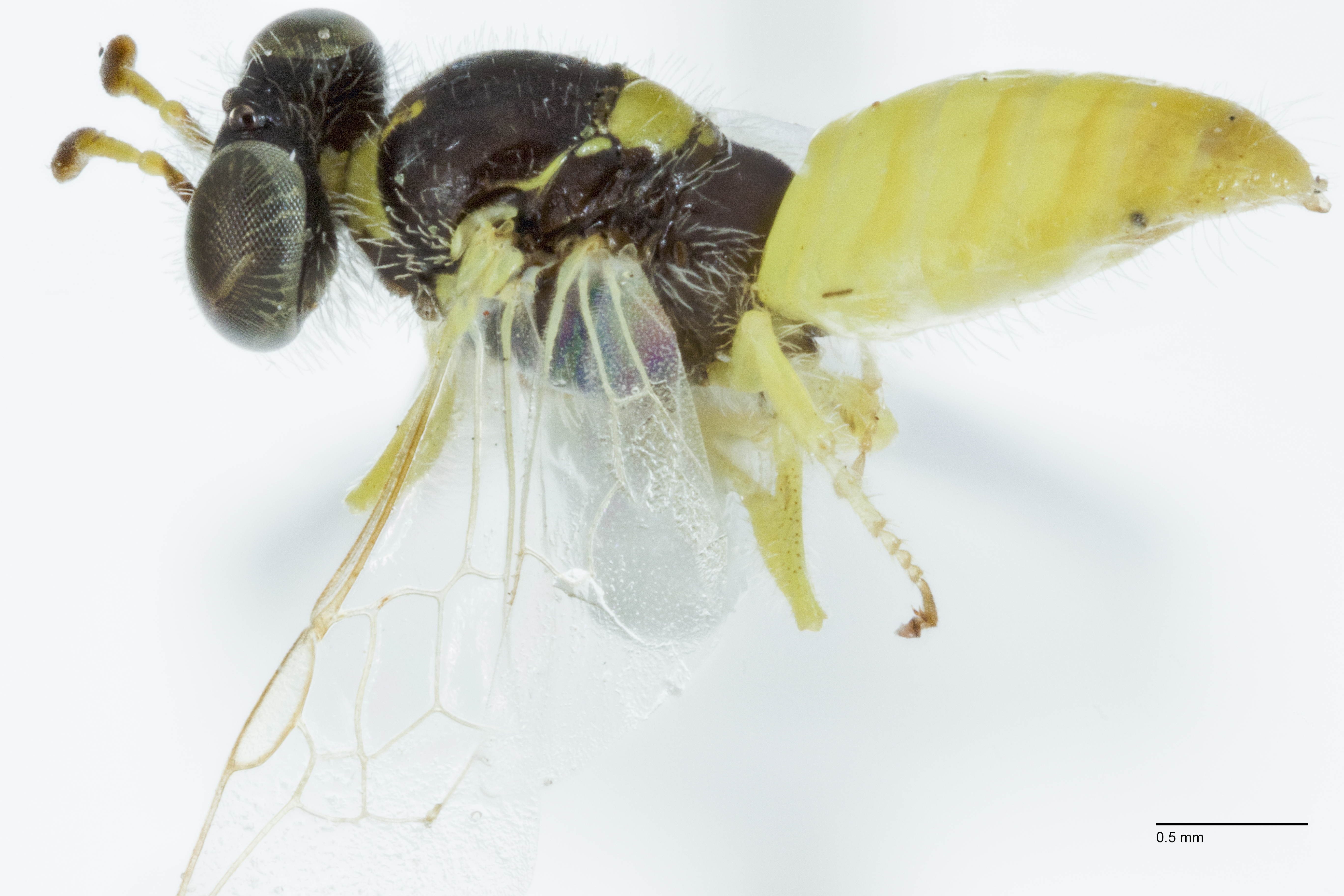 Male Xanthesma (Xenohesma) brachycera.