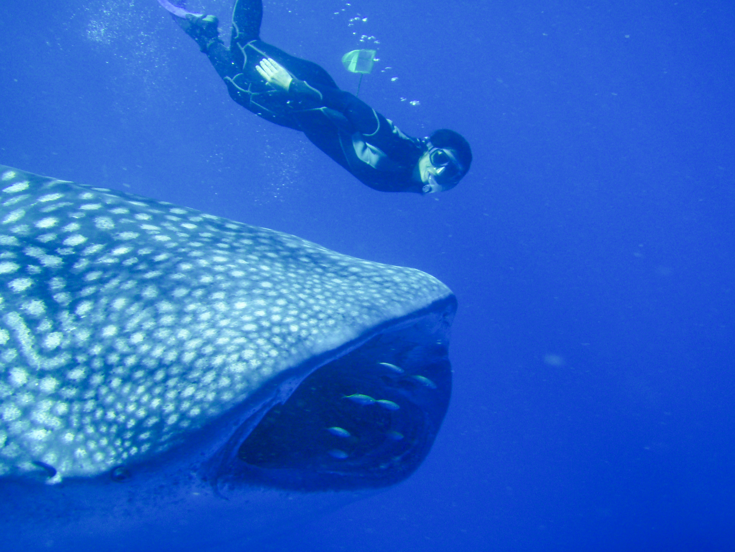 Australian Institute of Marine Science