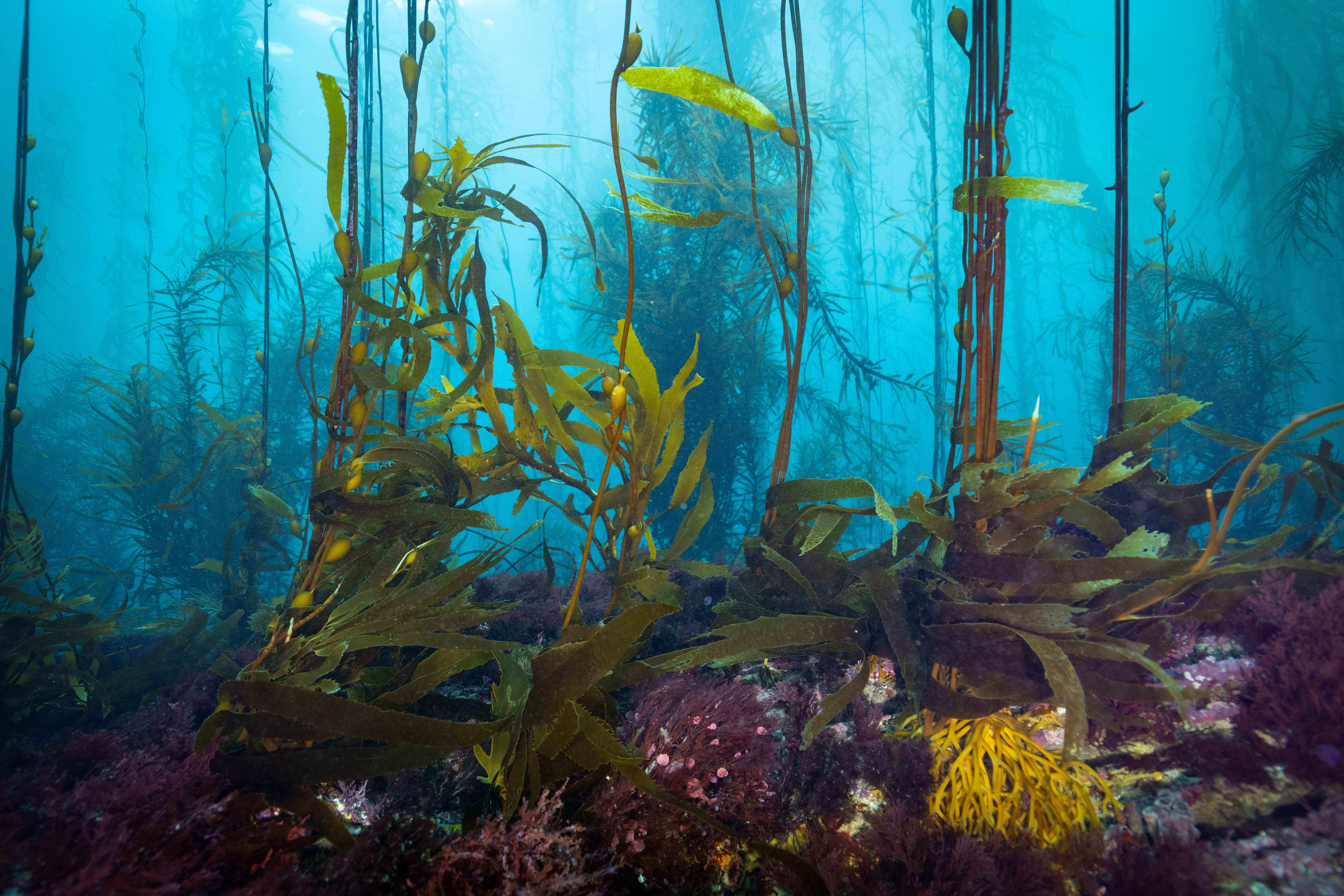 Giant Kelp is particularly vulnerable to marine heatwaves. Credit: Stefan Andrews courtesy Great Southern Reef Foundation