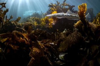 Fish in kelp forest