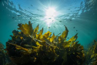 Golden Kelp 