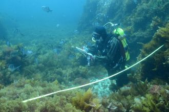 Diver Surveying Kelp Forest