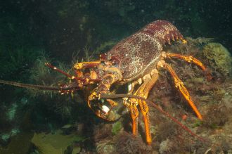 Southern Rock Lobster