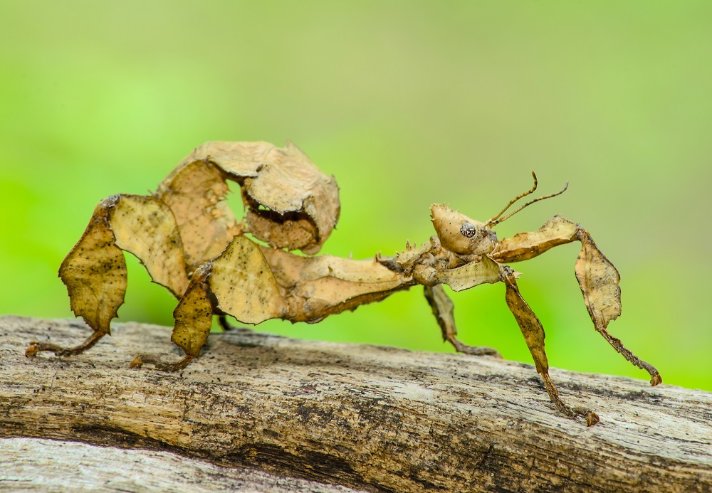 Spiney leaf stick insect (Extatosoma tiaratum) iStock