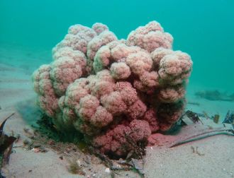 Original coral babies