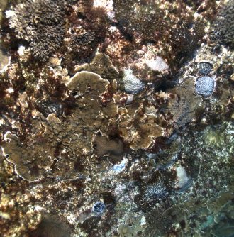 High-resolution seafloor images of coral ecosystem