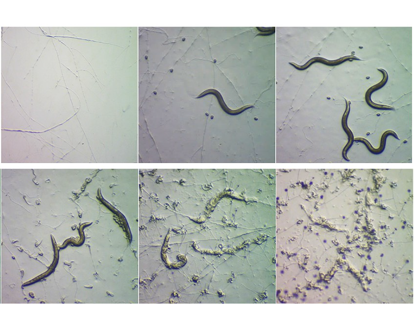 Fig 1. A. oligospora responds to the presence of prey with a dynamic transcriptomic response. CREDIT: Hsueh, et al, 2023
