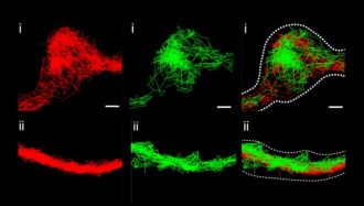 Co-tracking of reserve and recycling synaptic vesicles in live neurons