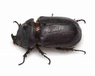Rhinoceros beetle