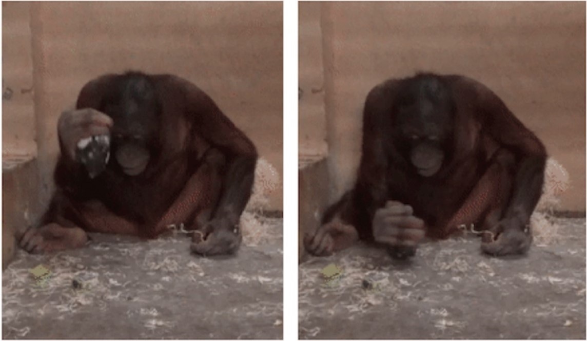 Fig 2. Spontaneous lithic percussion. Loui (the juvenile male orangutan) using the core as an active element to vertically strike on the concrete floor of the testing room during the Flake Trading condition of Experiment 2. Motes-Rodrigo et al., 2022, PLOS ONE, CC-BY 4.0 (https://creativecommons.org/licenses/by/4.0/) 