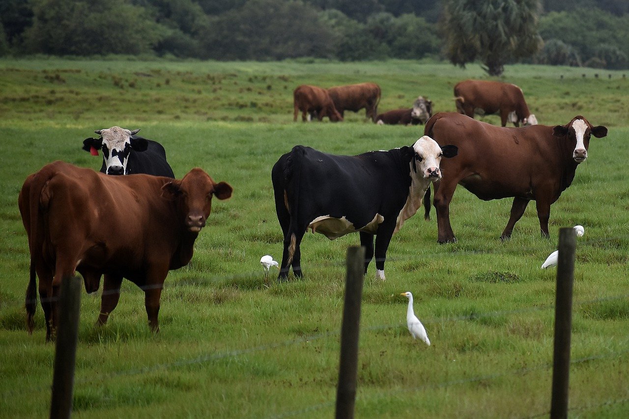 Image by Jools Theriault from Pixabay