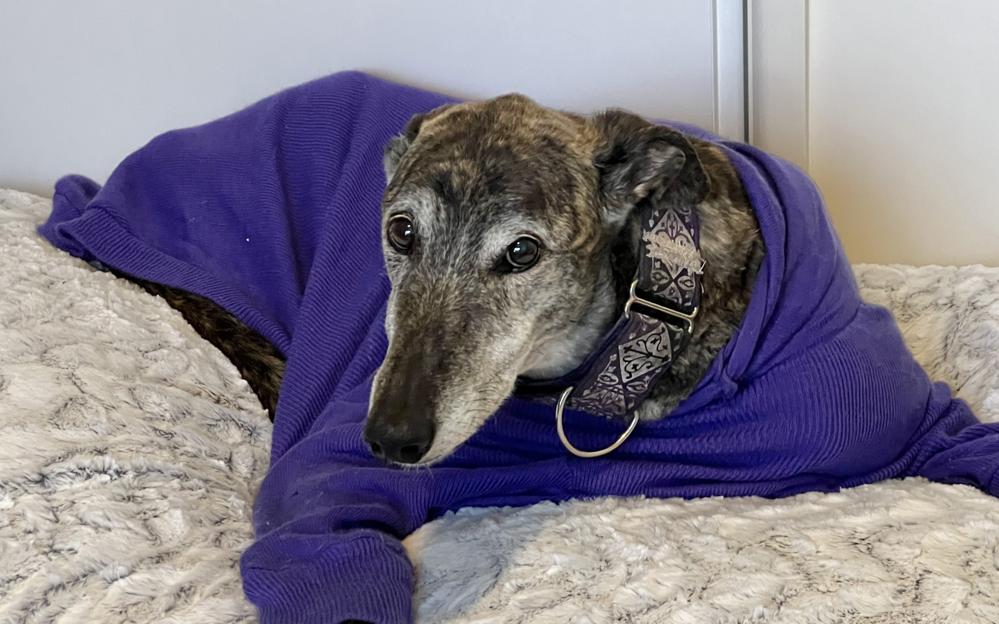 Barney, owned by Professor Allavena, was given an early version of the vaccine when diagnosed with an aggressive bone cancer and 10 months later is alive and well. Credit: Professor Rachel Allavena.