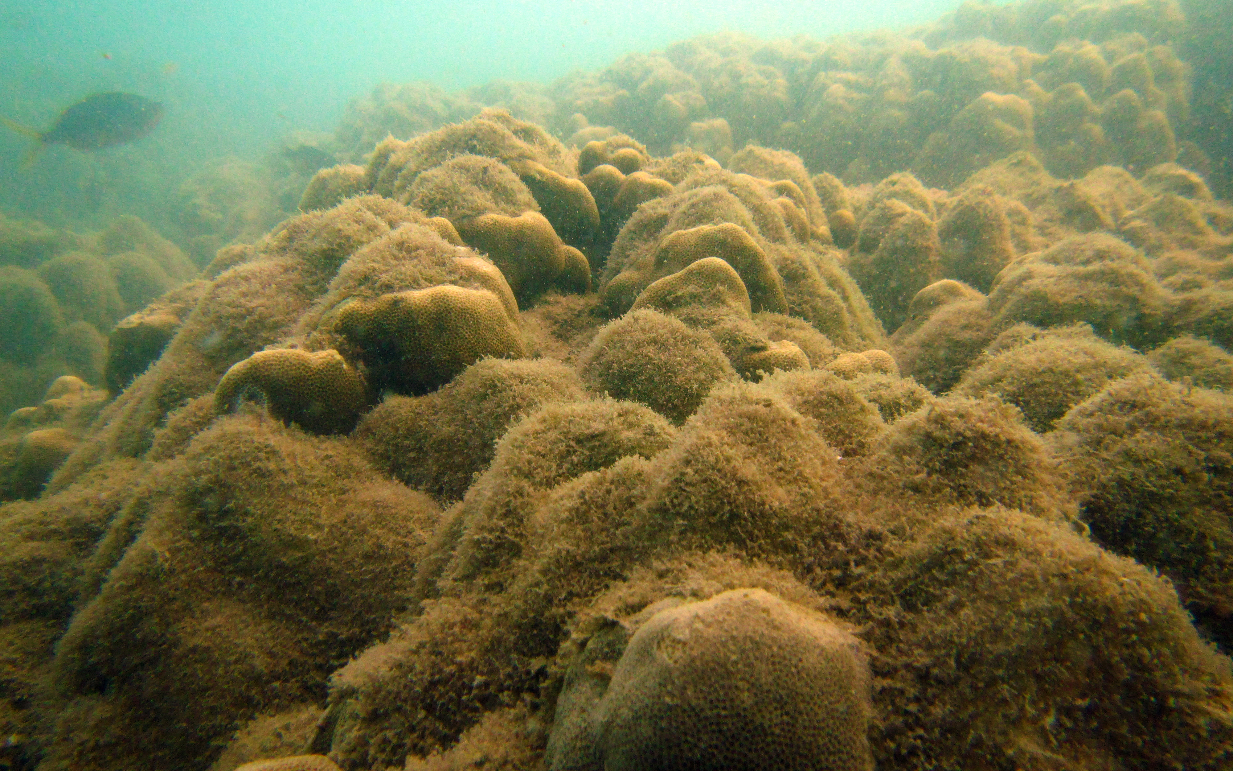 A coral reef with algal overgrowth. Image: Joleah Lamb.