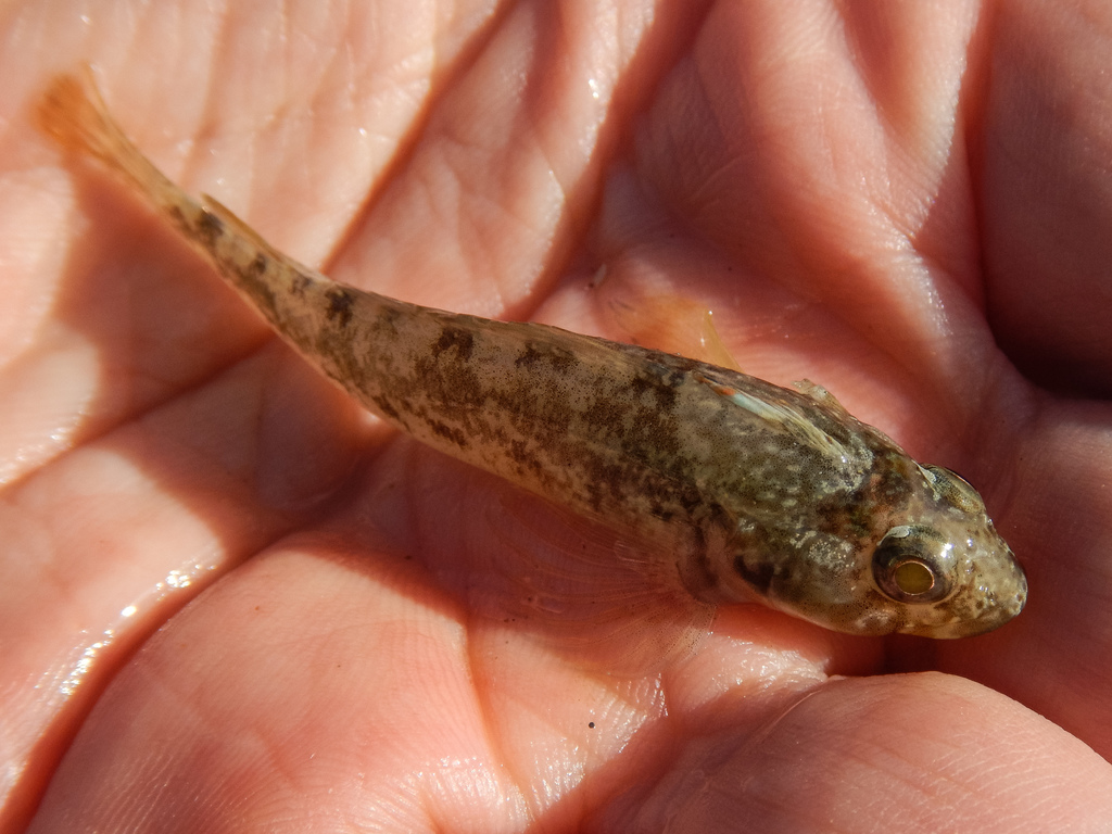 Forsterygion capito. Photo by Shaun Lee on iNaturalist (CC-BY)