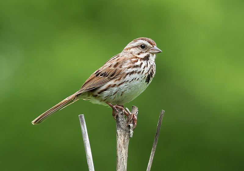 Song sparrow in Prospect Park By Rhododendrites - Own work, CC BY-SA 4.0