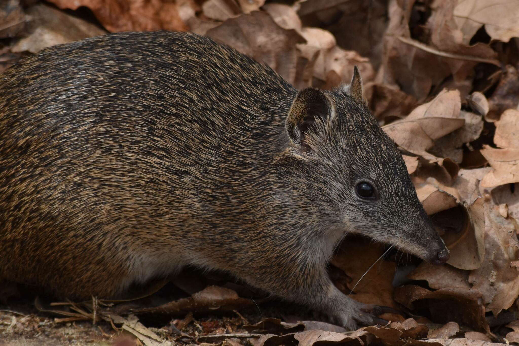 inaturalist - Observation by Astrid · no rights reserved