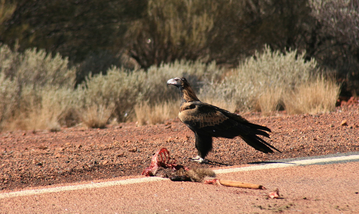 Wedge-tail Eagle; pic by Rick Dawson
