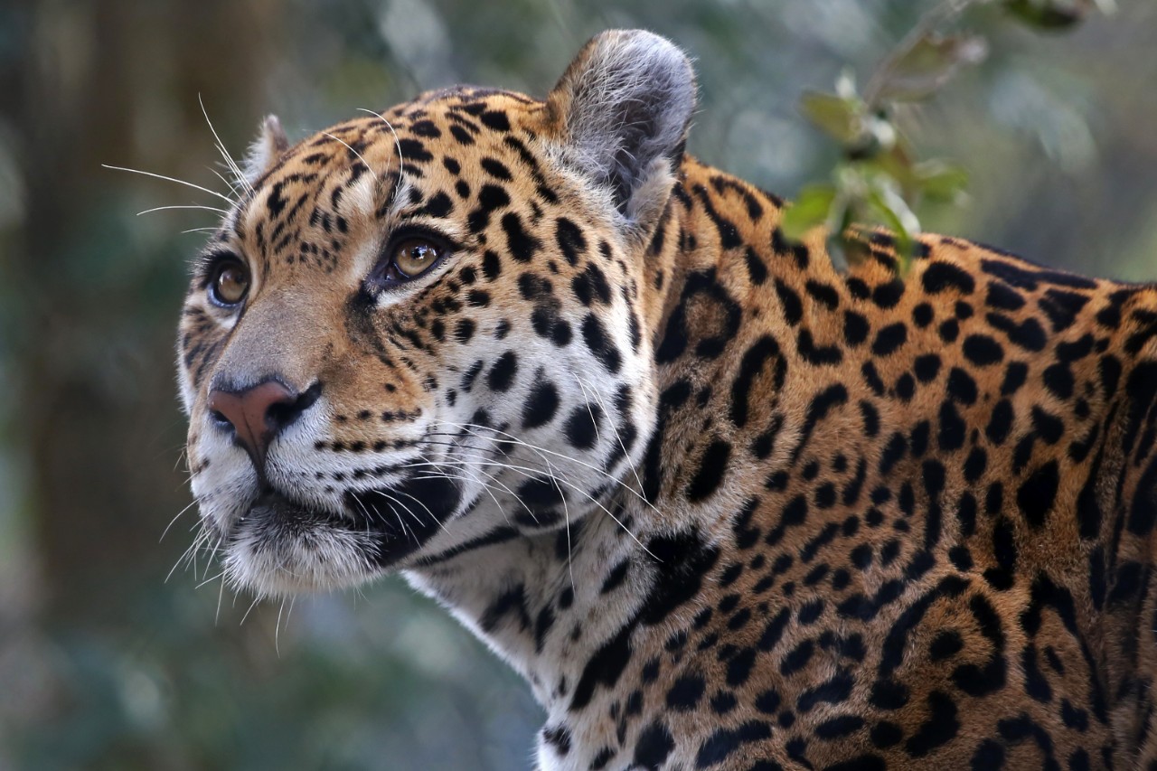 Jaguar: Edwin Butter / Shutterstock