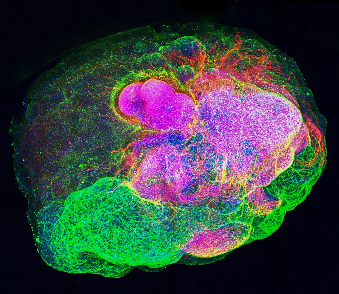 Image by Sean Morrison / AIBN 