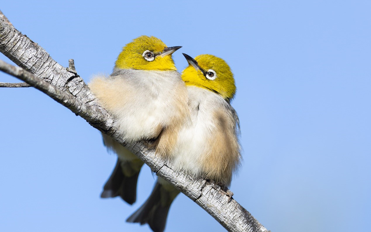 The silvereye is a partial migrant, with some individuals migrating while others stay in place. Credit: Ah Xin