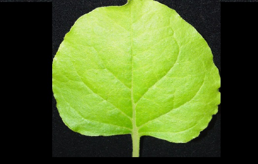 Nicotiana benthamiana, leaf