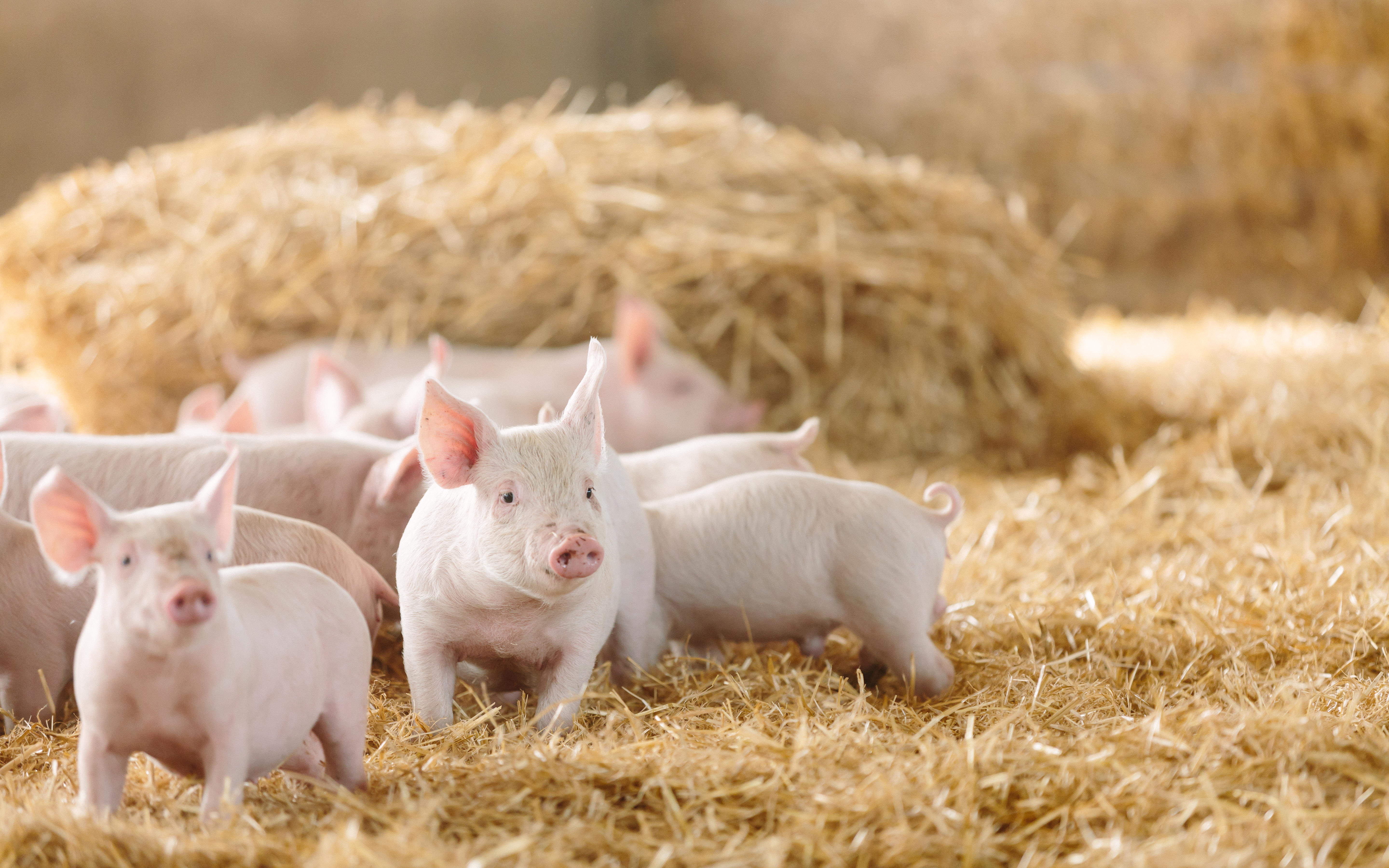 The vaccine protected 90 per cent of piglets in a trial from infection. Credit: Australian Pork Limited