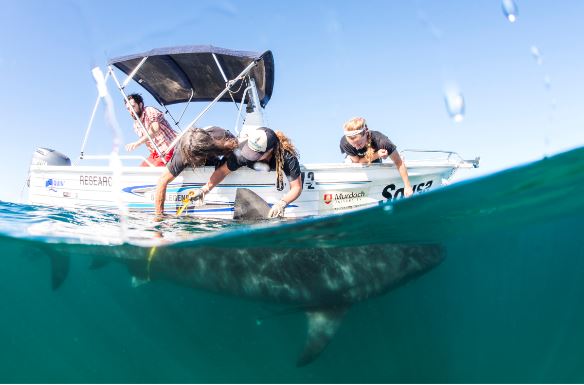 Shark tagging. Photo credit Alex Kydd