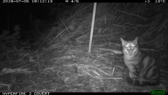 Camera images of feral cats and foxes in the Otway Ranges.