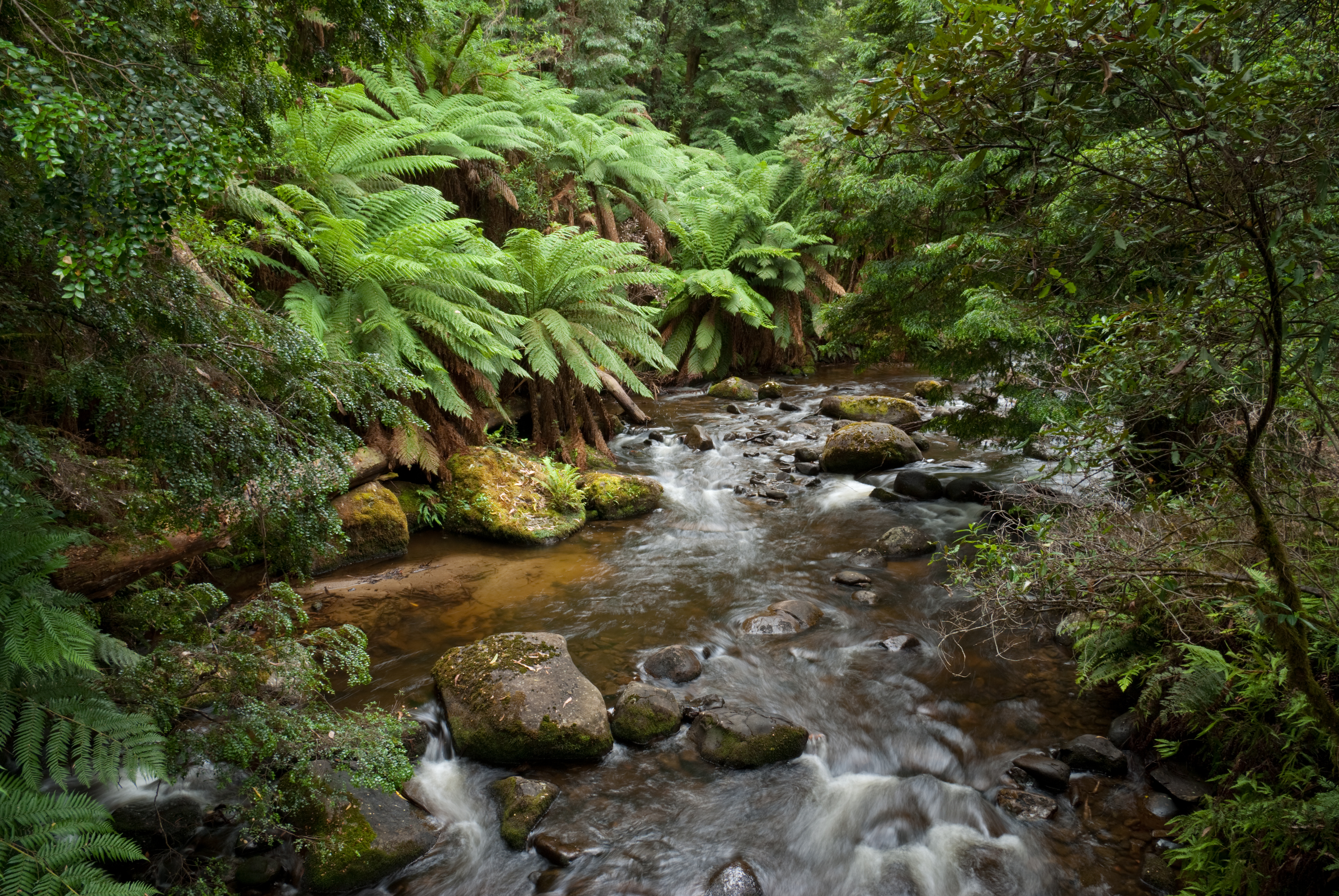 Taggerty River flowing through wet sclerophyll forest near Marysville, Victoria. Photo: Ashley Whitworth.