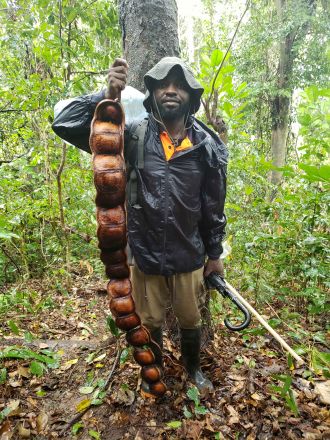 UniSC forest researcher Alain Ngute