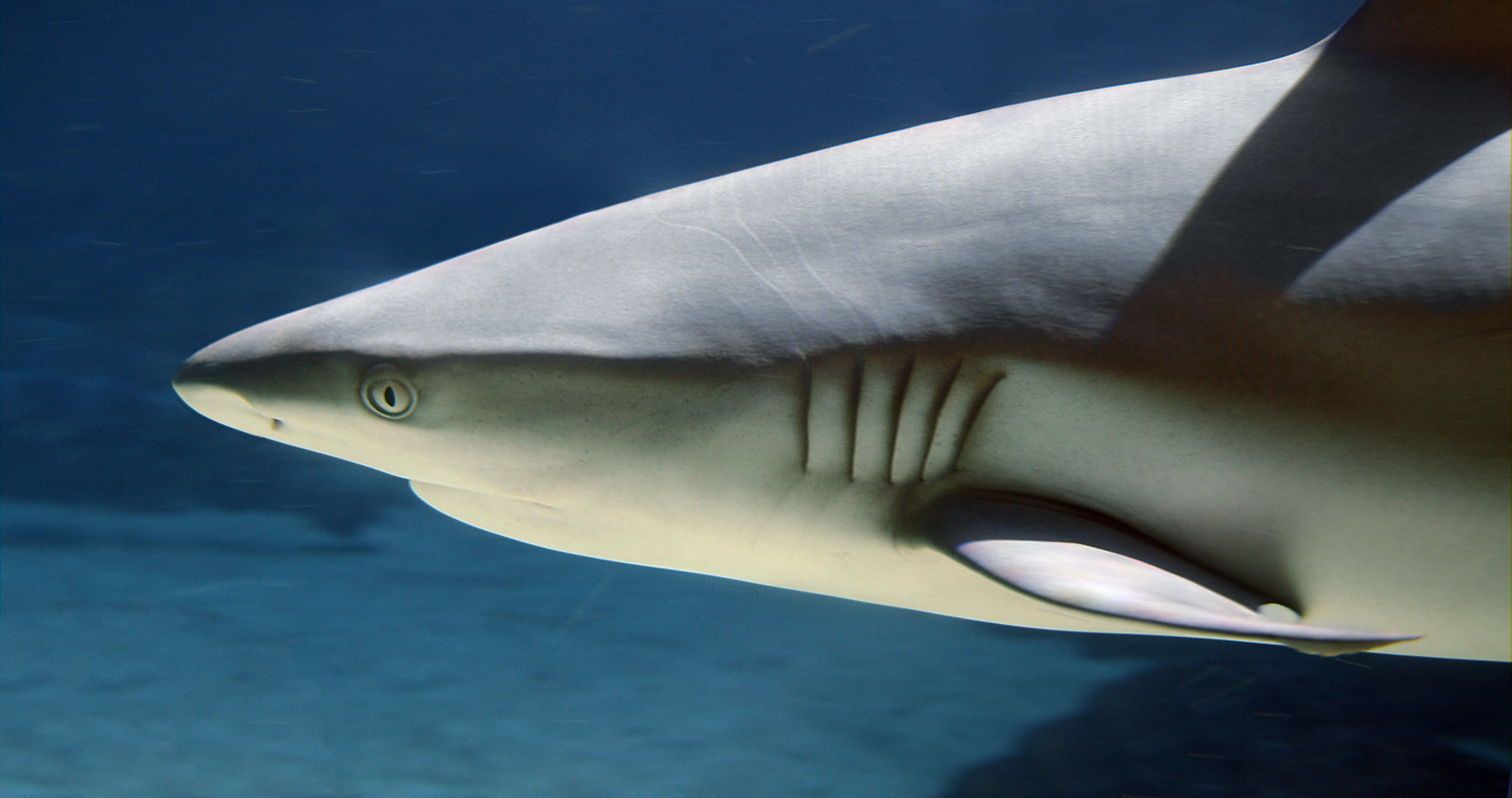 Amada44, CC BY 3.0 <https://creativecommons.org/licenses/by/3.0>, via Wikimedia Commons