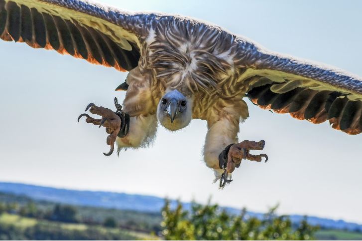 Vultures still exist in  Africa, North and South America, Europe,  and Asia. Photo: Pixabay