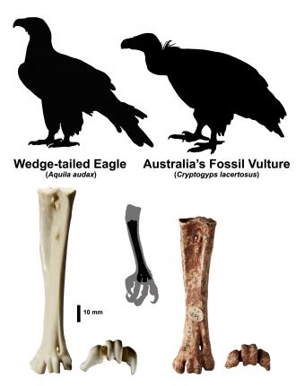 Fossil vulture