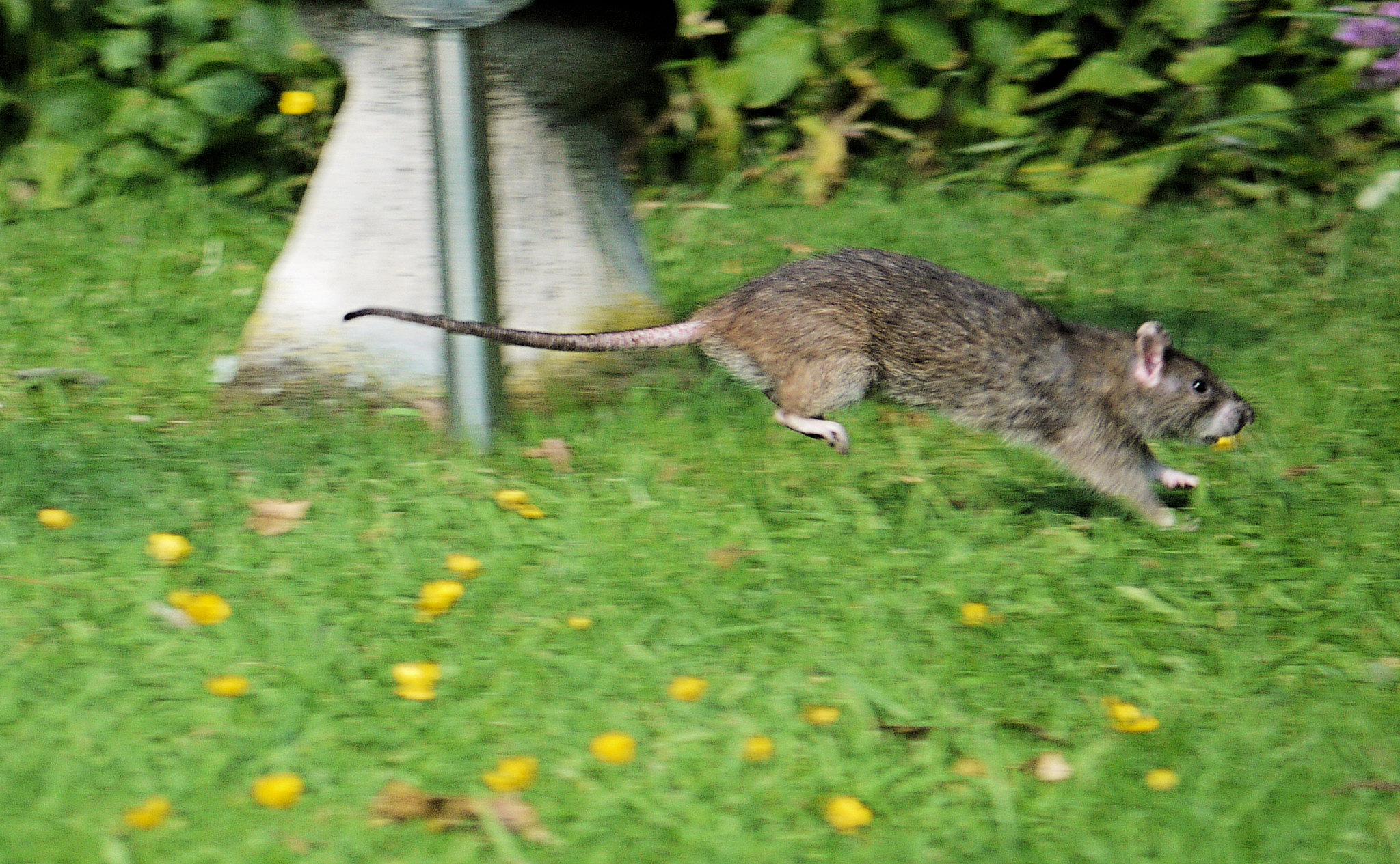 Smabs Sputzer on Flickr