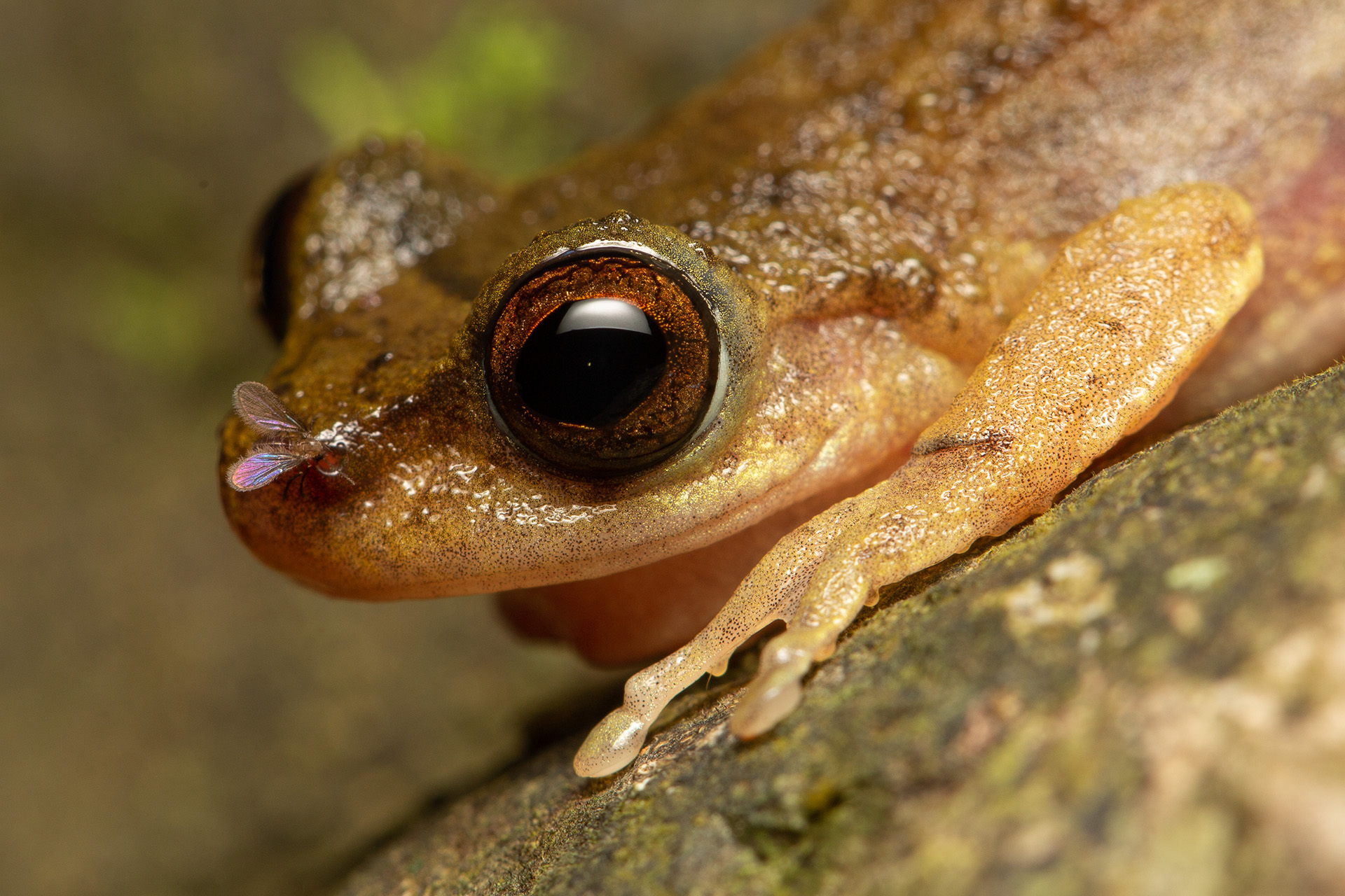 Common Mist Frog (Litoria rheocola) being fed on by a Sycorax fly in the Daintree National Park. Photo: Jakub Hodáň.