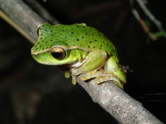 Mountain Stream Tree Frog 2