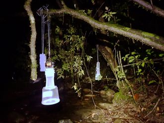 Traps for frog-biting midge