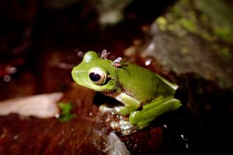 Mountain stream frog